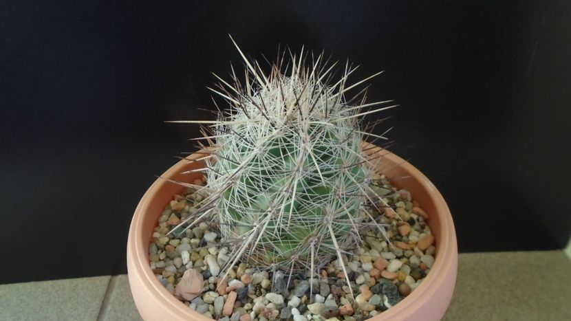 Thelocactus lausseri - Cactusi 2020 - catalogare 2