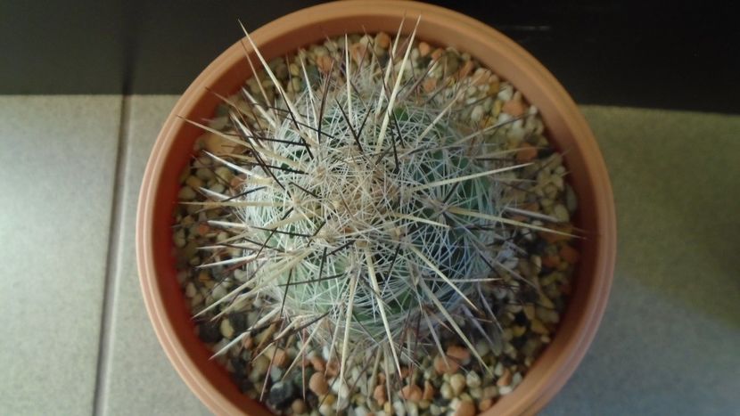 Thelocactus lausseri - Cactusi 2020 - catalogare 2