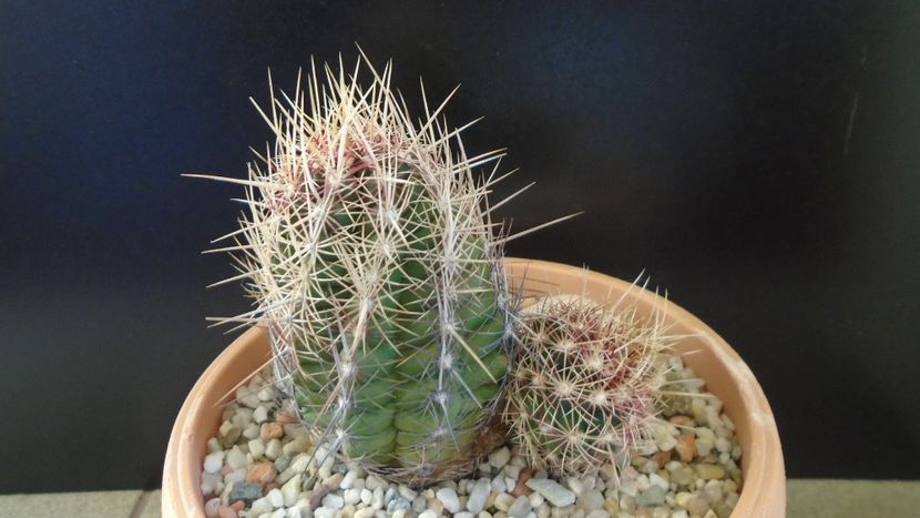 Thelocactus bicolor ssp. pottsii - Cactusi 2020 - catalogare 2
