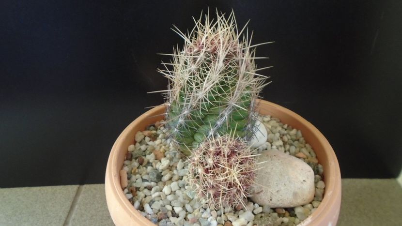 Thelocactus bicolor ssp. pottsii - Cactusi 2020 - catalogare 2