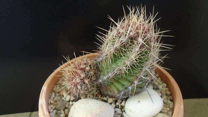 Thelocactus bicolor ssp. pottsii - Cactusi 2020 - catalogare 2