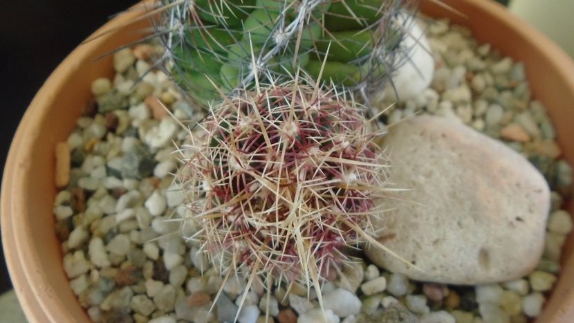 Thelocactus bicolor ssp. pottsii - Cactusi 2020 - catalogare 2