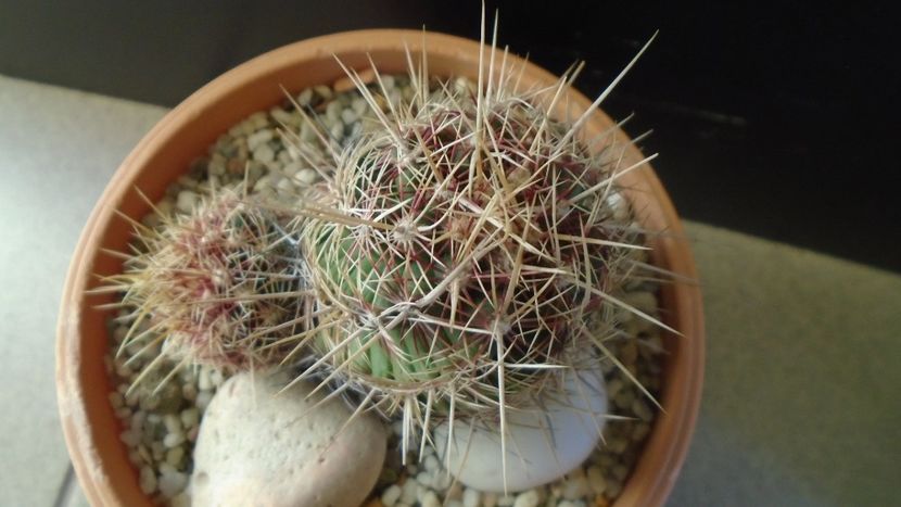 Thelocactus bicolor ssp. pottsii - Cactusi 2020 - catalogare 2