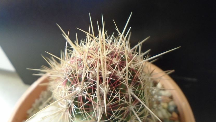 Thelocactus bicolor ssp. pottsii - Cactusi 2020 - catalogare 2