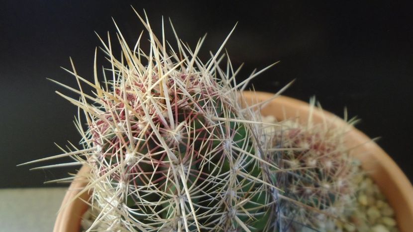 Thelocactus bicolor ssp. pottsii - Cactusi 2020 - catalogare 2