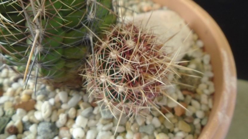 Thelocactus bicolor ssp. pottsii - Cactusi 2020 - catalogare 2