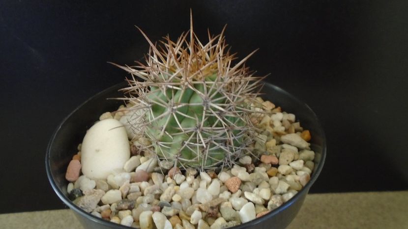 Ferocactus lindsayi, SB 535, Infiernillo, Michoacán, Mx - Cactusi 2020 - catalogare 2