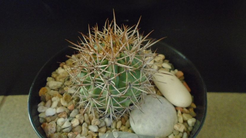 Ferocactus lindsayi, SB 535, Infiernillo, Michoacán, Mx - Cactusi 2020 - catalogare 2