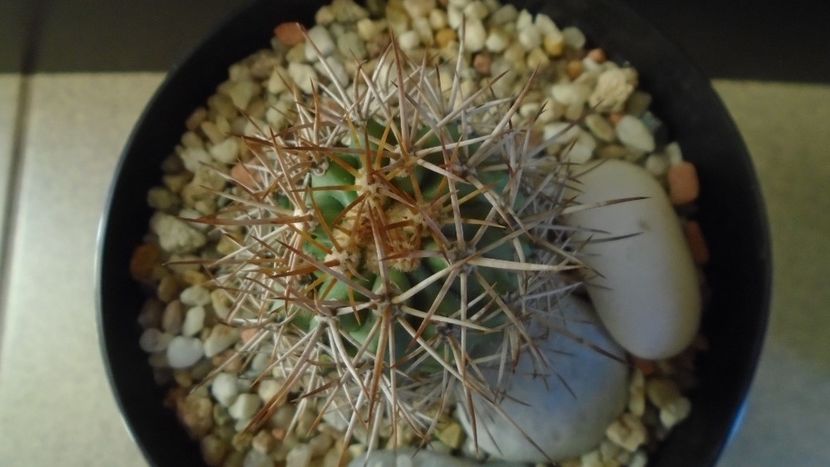 Ferocactus lindsayi, SB 535, Infiernillo, Michoacán, Mx - Cactusi 2020 - catalogare 2