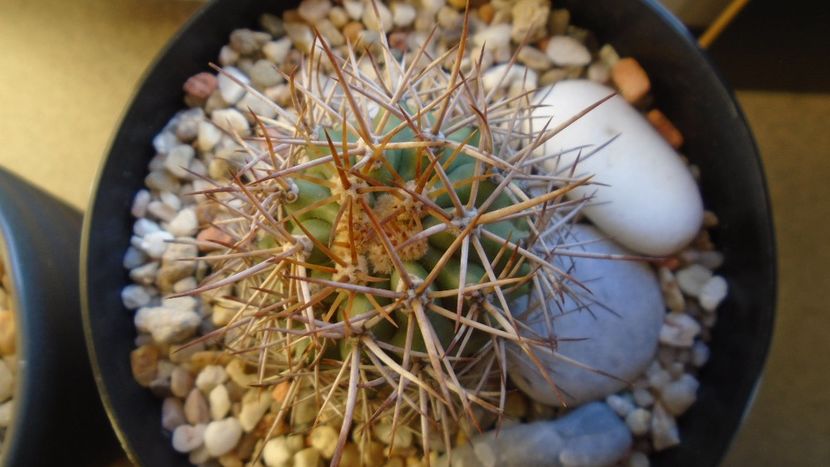 Ferocactus lindsayi, SB 535, Infiernillo, Michoacán, Mx - Cactusi 2020 - catalogare 2
