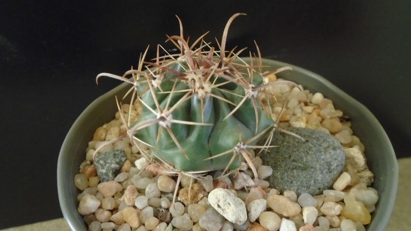 Ferocactus peninsulae ssp. townsendianus, Cabo San Lucas, Mx - Cactusi 2020 - catalogare 2