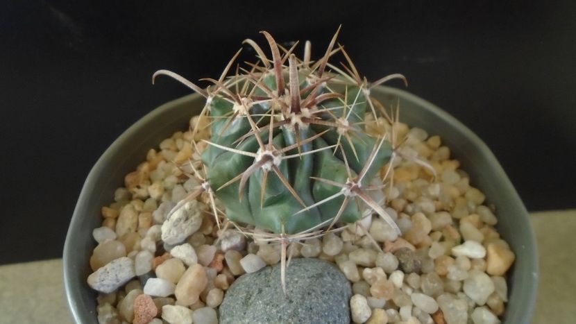 Ferocactus peninsulae ssp. townsendianus, Cabo San Lucas, Mx - Cactusi 2020 - catalogare 2