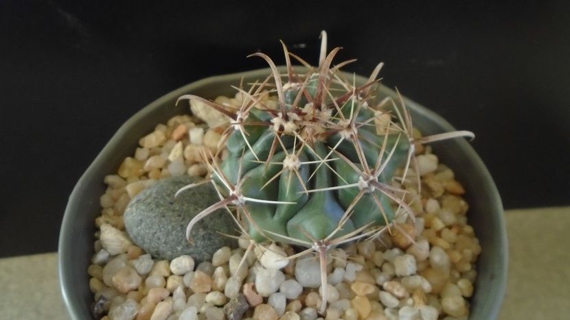 Ferocactus peninsulae ssp. townsendianus, Cabo San Lucas, Mx - Cactusi 2020 - catalogare 2