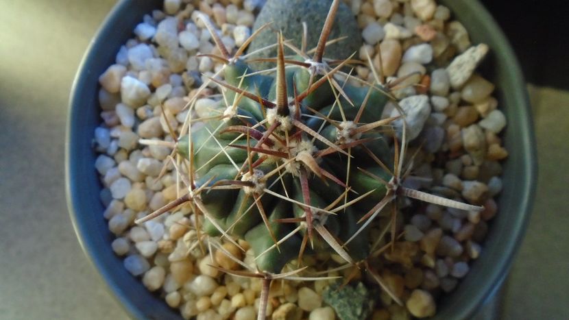 Ferocactus peninsulae ssp. townsendianus, Cabo San Lucas, Mx - Cactusi 2020 - catalogare 2