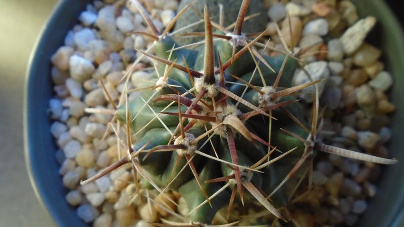 Ferocactus peninsulae ssp. townsendianus, Cabo San Lucas, Mx - Cactusi 2020 - catalogare 2