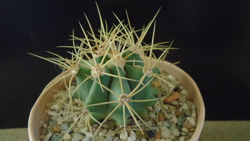 Ferocactus glaucescens - Cactusi 2020 - catalogare 2