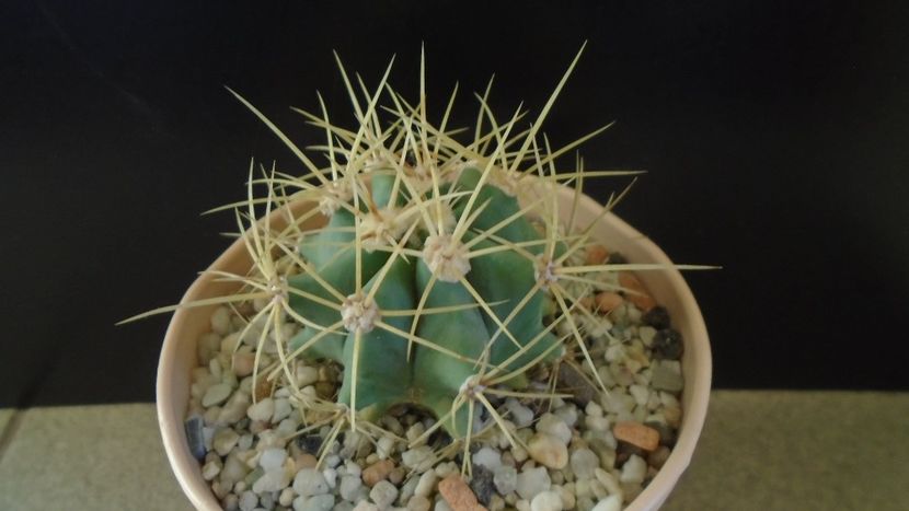 Ferocactus glaucescens - Cactusi 2020 - catalogare 2