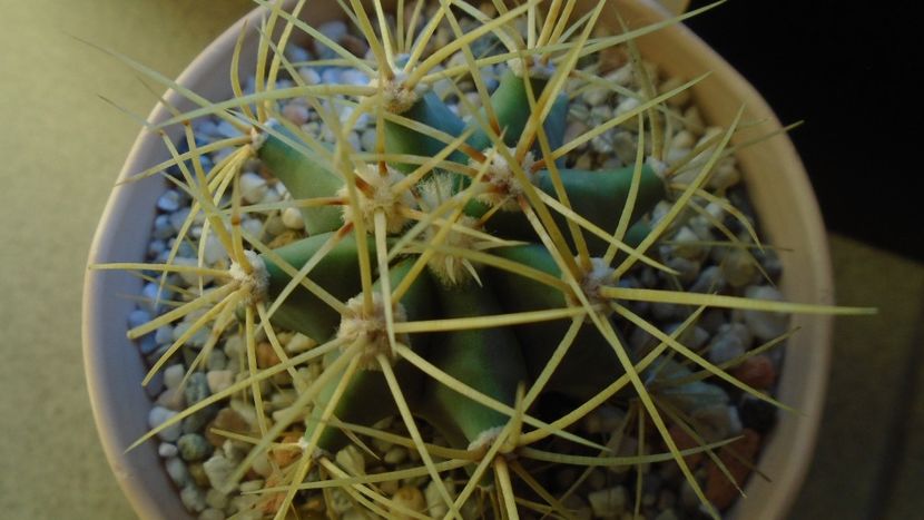 Ferocactus glaucescens - Cactusi 2020 - catalogare 2