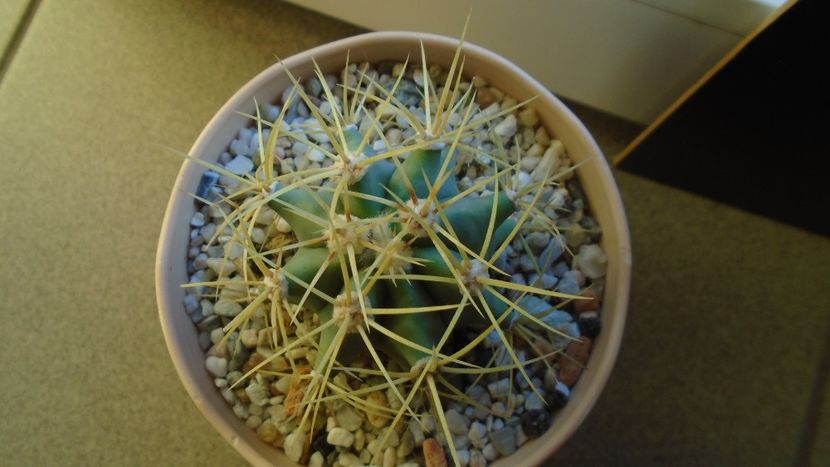 Ferocactus glaucescens - Cactusi 2020 - catalogare 2