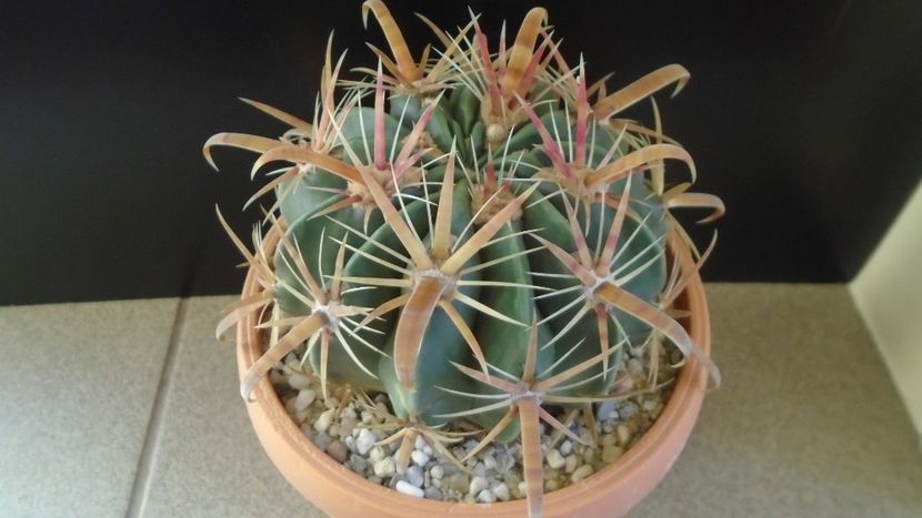 Ferocactus latispinus - Cactusi 2020 - catalogare 2