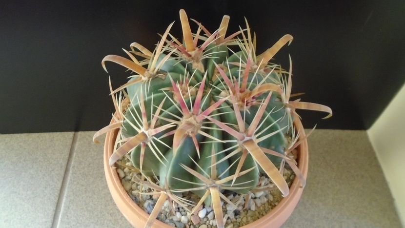 Ferocactus latispinus - Cactusi 2020 - catalogare 2