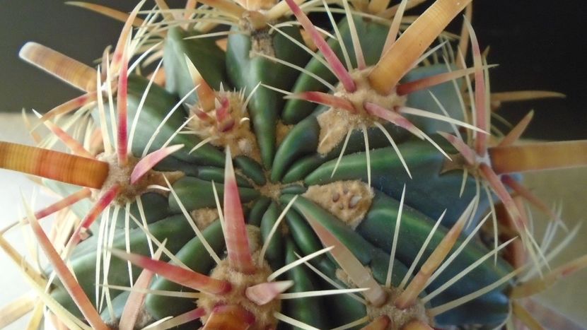 Ferocactus latispinus - Cactusi 2020 - catalogare 2