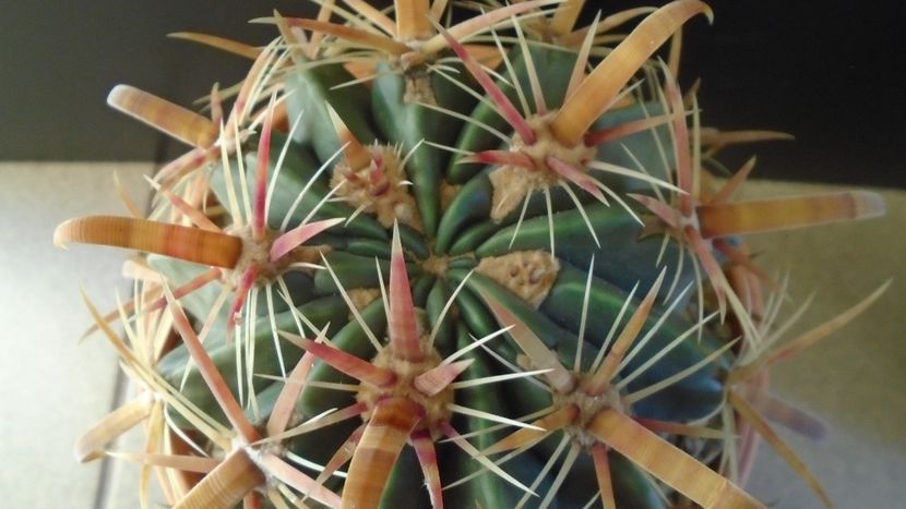 Ferocactus latispinus - Cactusi 2020 - catalogare 2