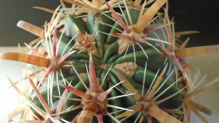 Ferocactus latispinus - Cactusi 2020 - catalogare 2