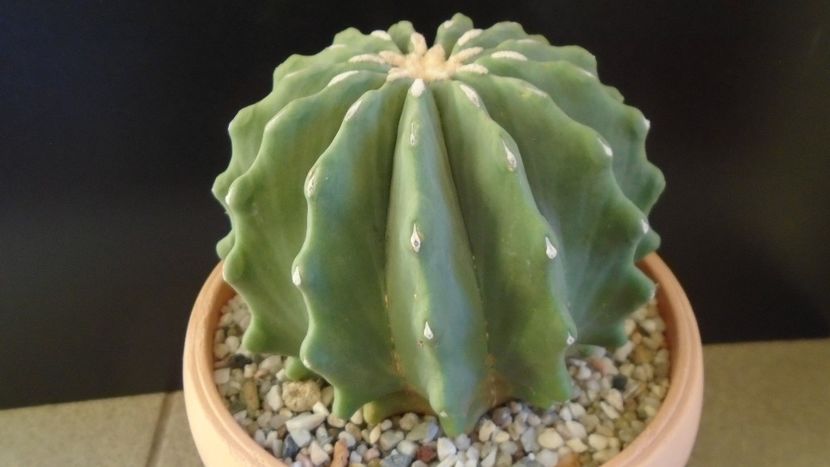 Ferocactus glaucescens f. inermis - Cactusi 2020 - catalogare 2