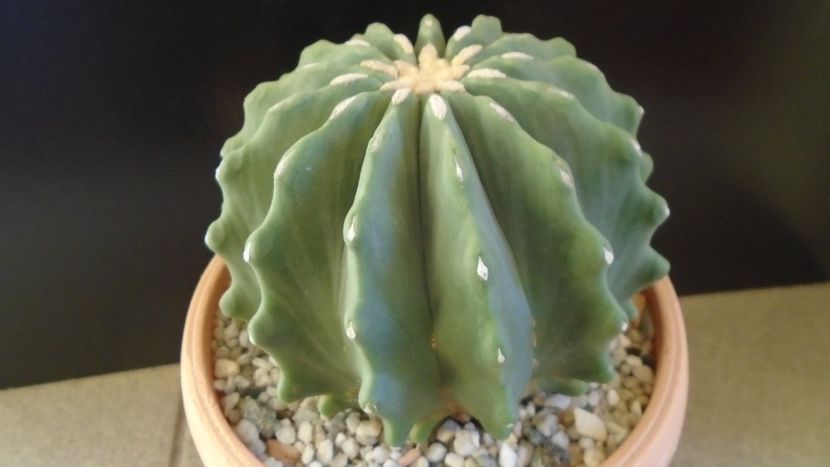 Ferocactus glaucescens f. inermis - Cactusi 2020 - catalogare 2