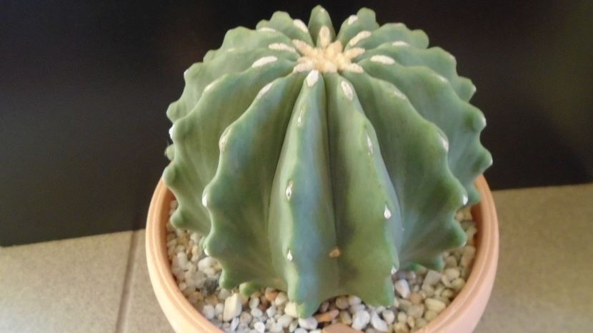 Ferocactus glaucescens f. inermis - Cactusi 2020 - catalogare 2