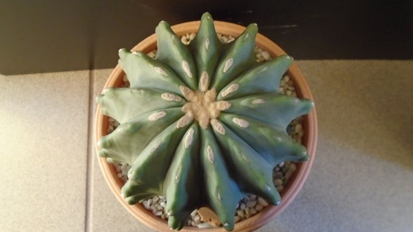 Ferocactus glaucescens f. inermis - Cactusi 2020 - catalogare 2