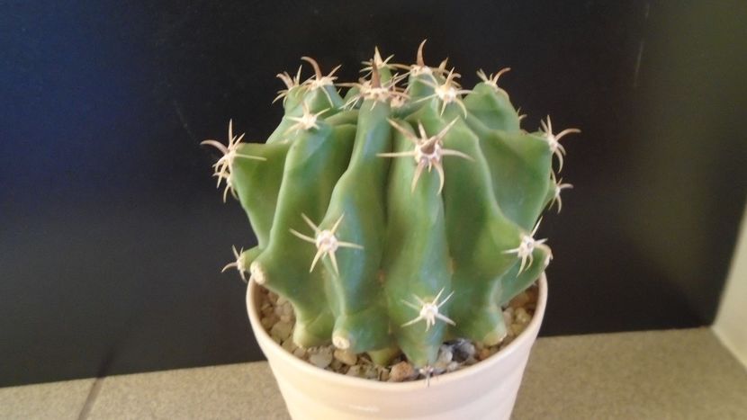 Ferocactus horridus f. brevispinus (Ferocactus peninsulae f. brevispinus) - Cactusi 2020 - catalogare 2