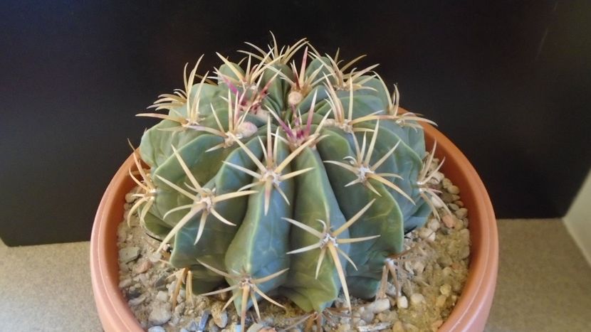 Ferocactus macrodiscus - Cactusi 2020 - catalogare 2