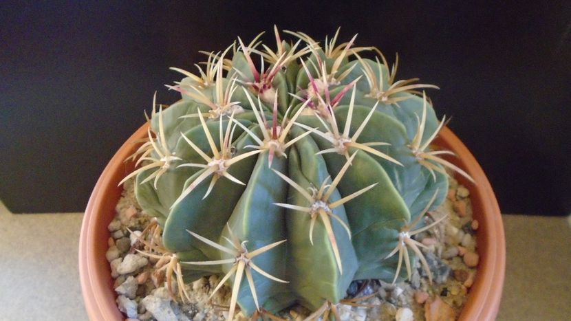 Ferocactus macrodiscus - Cactusi 2020 - catalogare 2