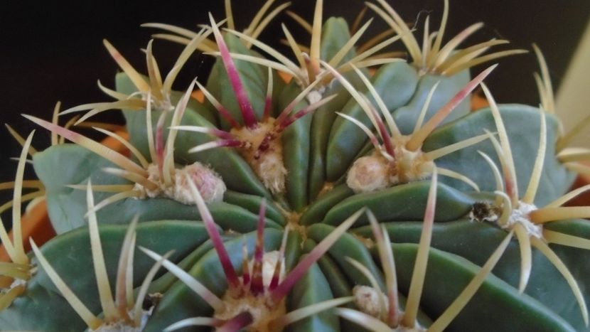 Ferocactus macrodiscus - Cactusi 2020 - catalogare 2
