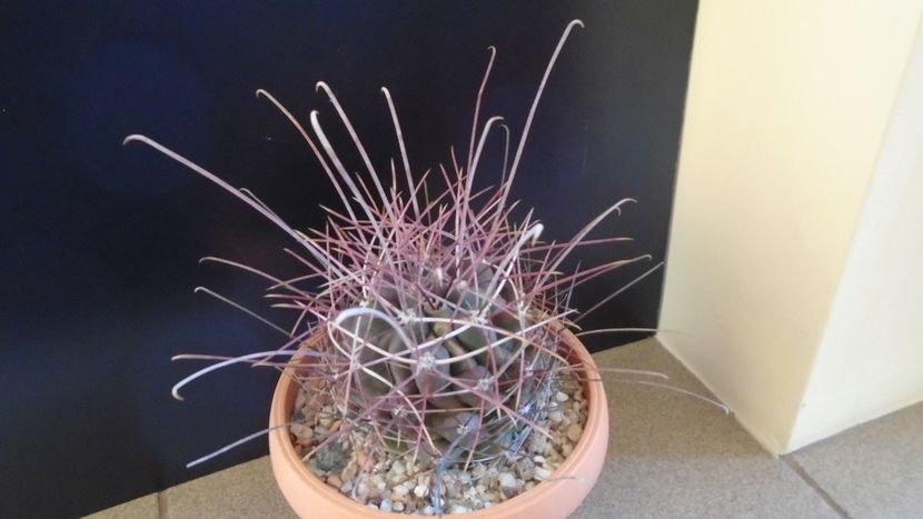 Hamatocactus (Ferocactus) hamatacanthus - Cactusi 2020 - catalogare 2
