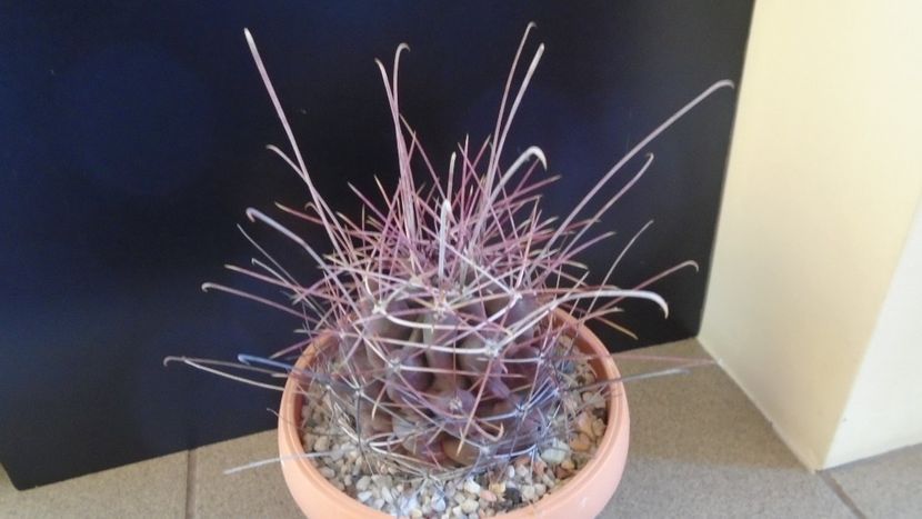 Hamatocactus (Ferocactus) hamatacanthus - Cactusi 2020 - catalogare 2
