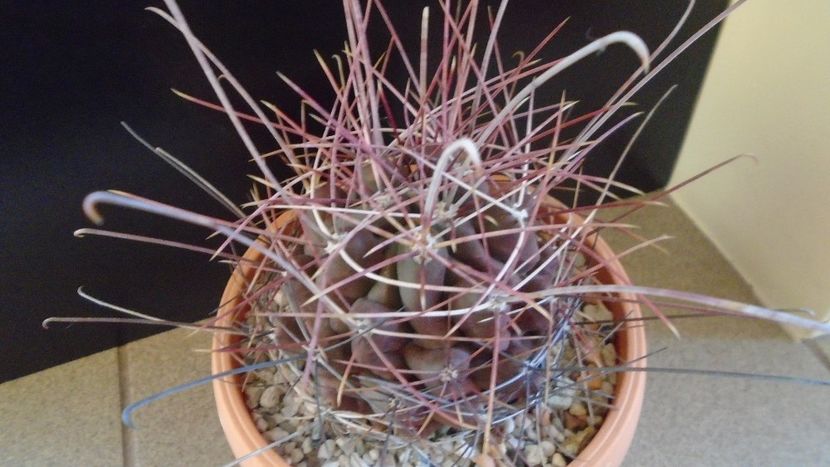 Hamatocactus (Ferocactus) hamatacanthus - Cactusi 2020 - catalogare 2