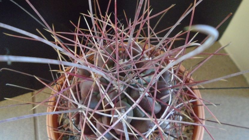 Hamatocactus (Ferocactus) hamatacanthus - Cactusi 2020 - catalogare 2