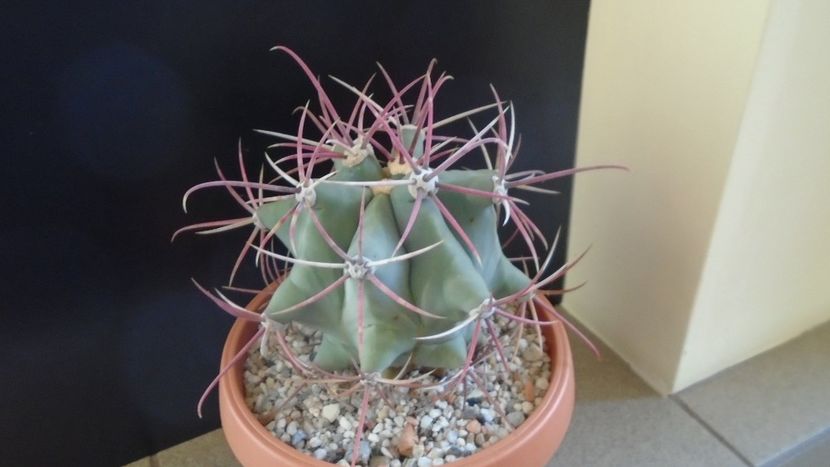 Ferocactus emoryi - Cactusi 2020 - catalogare 2