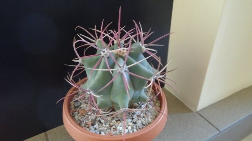 Ferocactus emoryi - Cactusi 2020 - catalogare 2