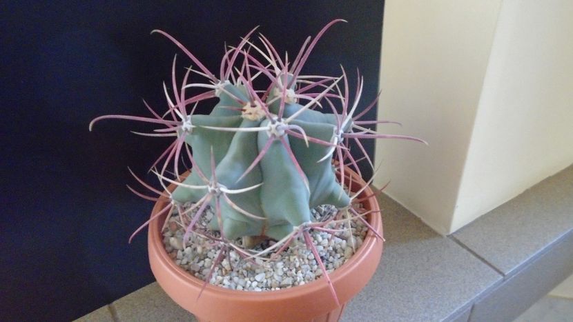 Ferocactus emoryi - Cactusi 2020 - catalogare 2