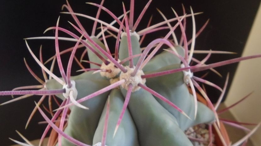 Ferocactus emoryi - Cactusi 2020 - catalogare 2