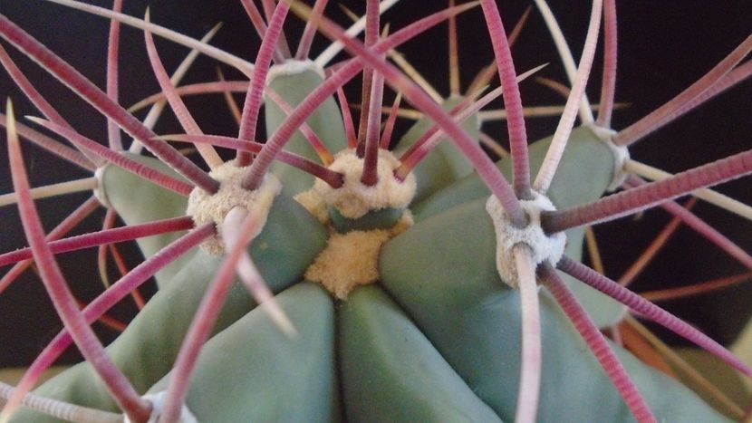 Ferocactus emoryi - Cactusi 2020 - catalogare 2