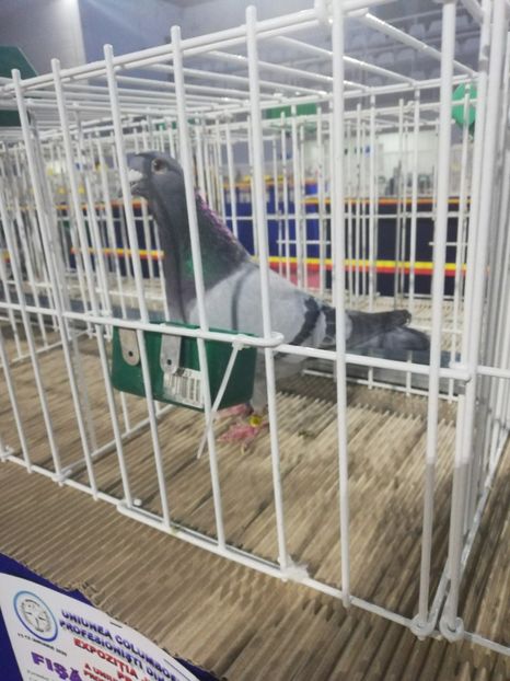  - 2020 EXPOZITIA JUDETEANA Prahova UCPR