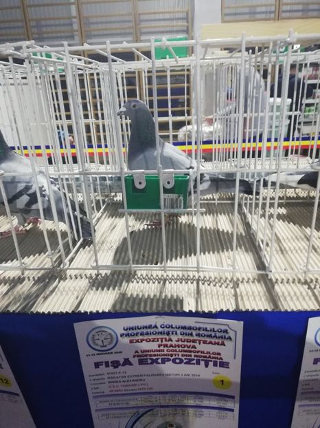  - 2020 EXPOZITIA JUDETEANA Prahova UCPR