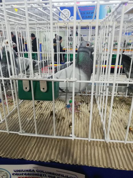  - 2020 EXPOZITIA JUDETEANA Prahova UCPR