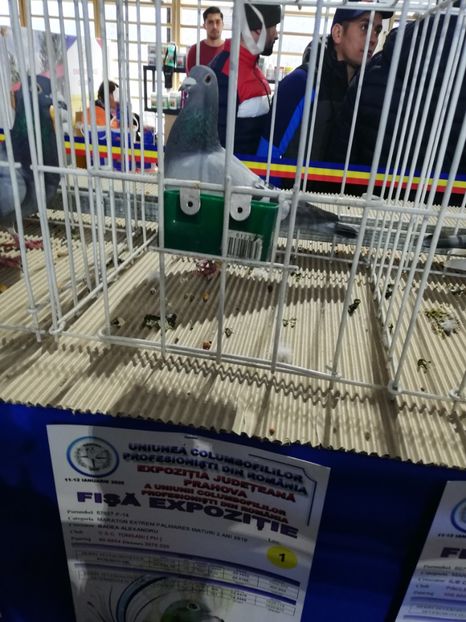  - 2020 EXPOZITIA JUDETEANA Prahova UCPR