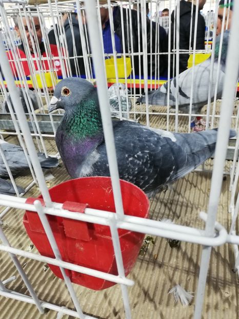  - 2020 EXPOZITIA JUDETEANA Prahova UCPR